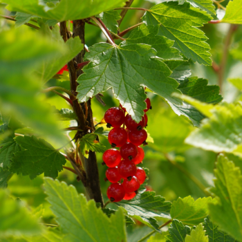 rode bessen rini kusters