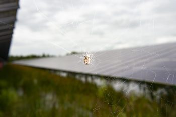 Insecten bij een zonnepark