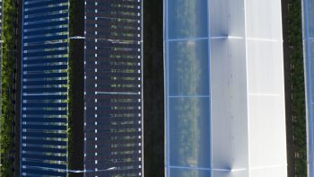 Agri-pv vervangt plastic boven fruitteelt