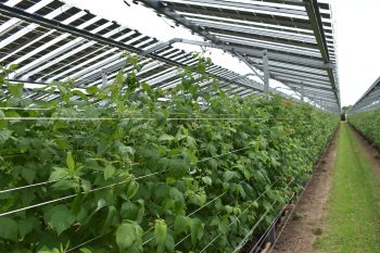 Frambozen onder agri-pv