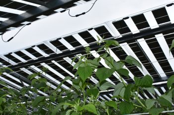 Zachtfruit onder zonnepanelen