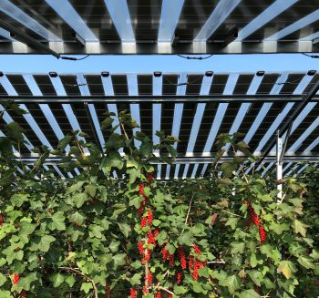 Zonnepanelen boven zachtfruit