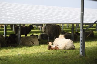 Schapen zoeken beschutting onder zonnepanelen