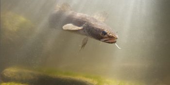 © Jelger Herder Foto van een zwemmende kwabaal boven de met groene algen begroeide rotsen