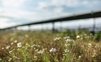Wilde bloemen bij Zonnepark Emmen Oranjepoort