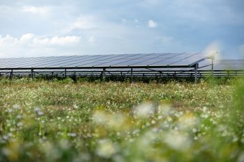 Zonnepark met bloemen
