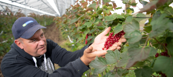 foto agri pv oplossing rode bessen Rini Kusters rodebessen teler