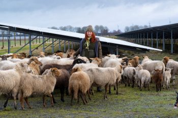 Schaapsherder bij zonnepark Exloo