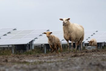 Schapen op zonnepark