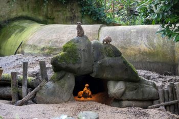 Zonnecarport DierenPark Amersfoort Zonnecarport DierenPark Amersfoort